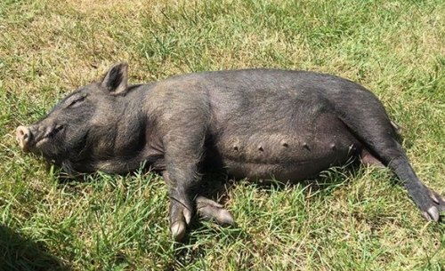 Piggy